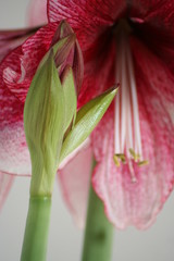 Obraz premium Enlarged flowers. Hippeastrum Daphne flowering buds.