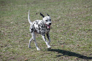 Adorable  Dalmatian dog outdoors in spring. Selective focus