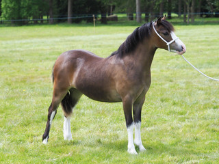 Pretty Welsh Pony