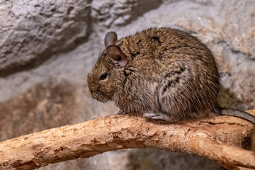 Close-up portrait of cute animal small pet chilean common degu