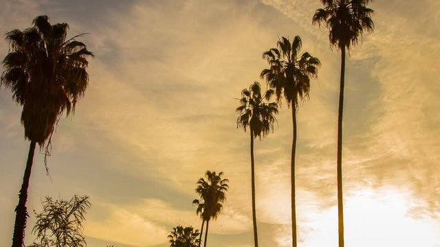 Sunset Palm Tree Row Timelapse Clouds Silhouette 
