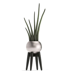 sansevieria cylindrica in pot	