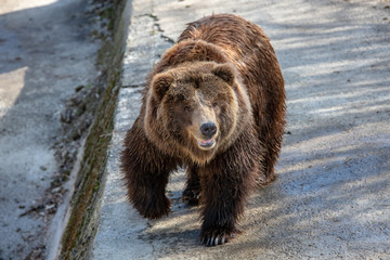 Obraz na płótnie Canvas Eurasian brown bear (Ursus arctos) also known as the European brown bear.