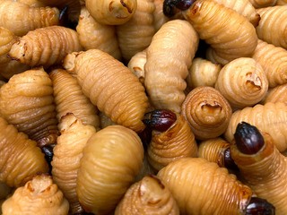 The worm that can eat full screen