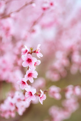 Summer blossoming roses background, selective focus, shallow DOF, toned, light and heart bokeh background, pastel and soft card