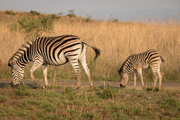 Fototapeta na wymiar Zebra and his stripes