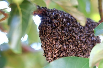 Honeycomb with many bees on the tree
