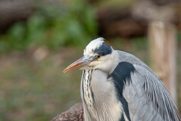 Fototapeta premium Close up photo of Grey Heron (Ardea cinerea) Wildlife animal