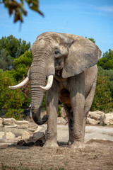 Fototapeta premium Male African elephant