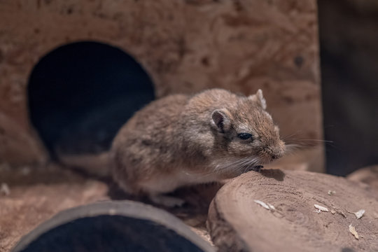 Mongolian gerbil (Meriones unguiculatus) or called desert rats is a small mammal.