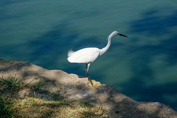 white heron on the shore of the lake