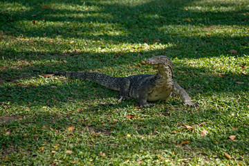 water monitor lizard (Varanus salvator) on the grass
