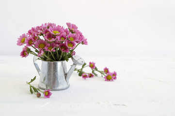 pink chrysanthemums on a gray background, close-up.