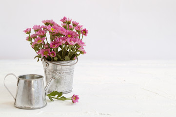 pink chrysanthemums on a gray background, close-up.