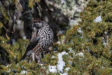 Spotted Nutcracker (Nucifraga caryocatactes) sitting on the perch