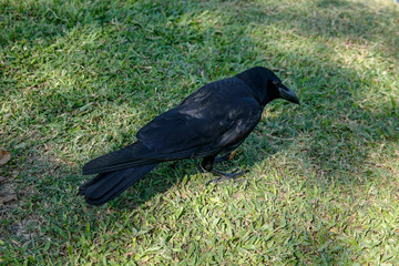 closeup of the raven on the grass