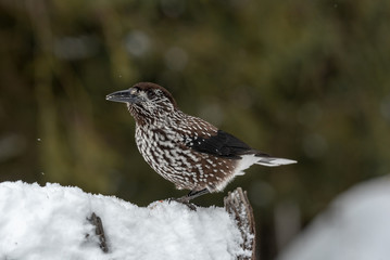 Spotted Nutcracker (Nucifraga caryocatactes) sitting on the perch