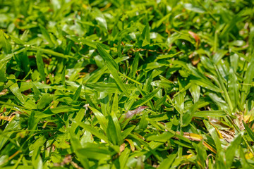 lush green grass at sunny day