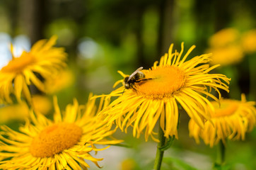 Bee on a yellow flower, busy with collecting pollen