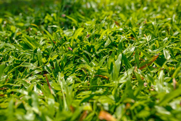 lush green grass at sunny day