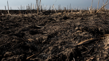 black dead burned field