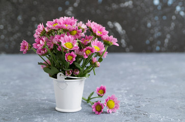 pink chrysanthemums on a gray background, close-up.