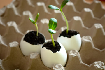 three green shoots in eggshell in egg cages