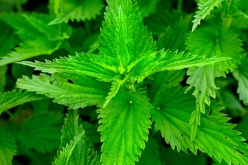 Urtica is a genus of flowering plants in the family Urticaceae