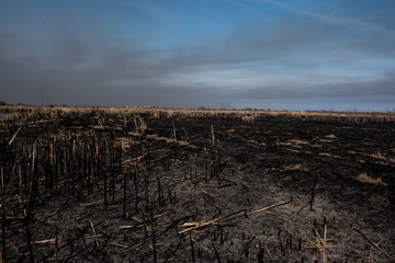 black dead burned field
