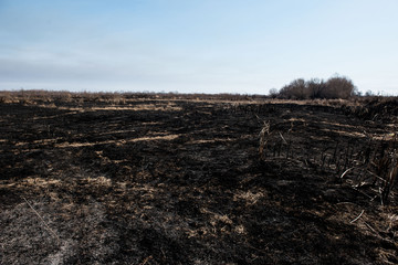 black dead burned field