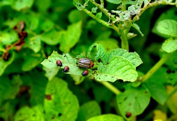 The Colorado potato beetle also known .as the Colorado beetle, the ten-striped spearman, the ten-lined potato beetle or the potato bug, is a major pest of potato crops