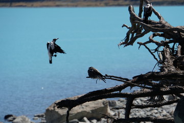 Birds at Lake Tekapo