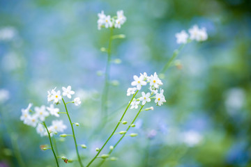 Fototapeta premium Glade of forget-me-nots, close-up