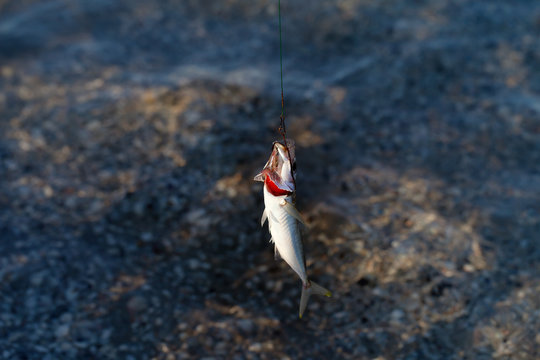 Freshly caught small fish on a fishing hook