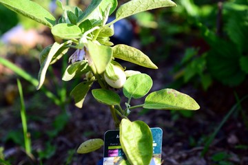 Vegetables growing in kitchen garden boxes