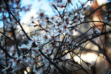 Fototapeta na wymiar Flowering almond on a branch in spring tree 