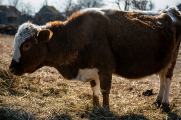 Calf brown color with white spots