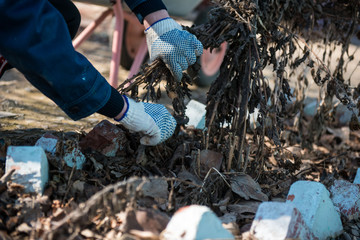 A man cuts off shrubs with a secateur
