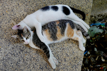 Two cats lie in embraces