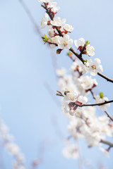 flowering in spring, close-up