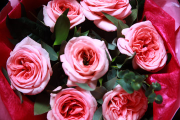 Close-up pink roses flower, pattern.