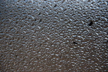 flies sit on the glass