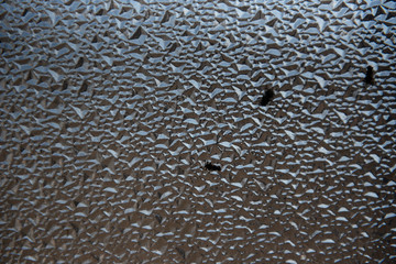 flies sit on the glass