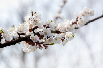 apricot branch in spring