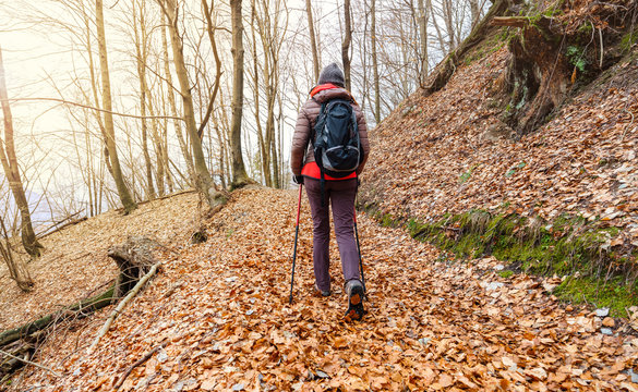 Traking in the woods