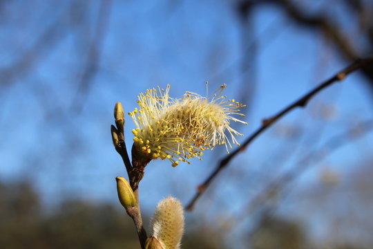 Flores de avellano