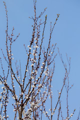 Large blossoming tree