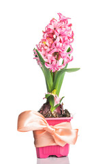 Beautiful pink hyacinth in flowerpot
