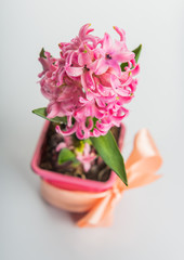 Beautiful pink hyacinth in flowerpot