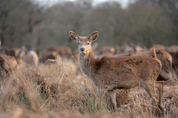 fallow deer in the forest
